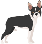 Boston Terrier