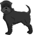 Affenpinscher