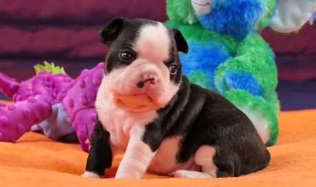 Boston Terrier chiot mâle à vendre à Mâcon