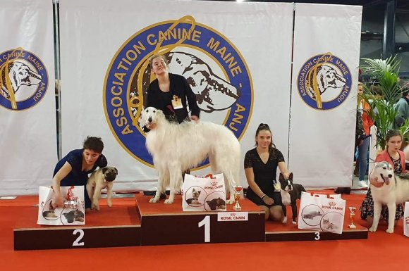 Concours de beauté chien - Mâcon - Sweeties Doggies 