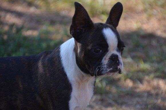 Élevage de Boston Terrier - Mâcon - Sweeties Doggies 