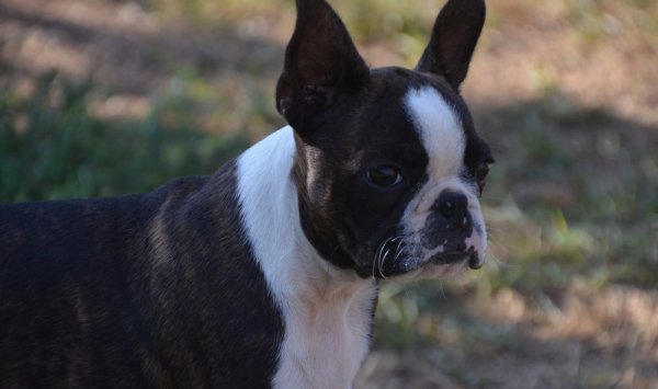 Élevage de Boston Terrier - Mâcon - Sweeties Doggies 