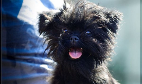 Affenpinscher - Mâcon - Sweeties Doggies 