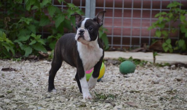 Boston Terrier - Mâcon - Sweeties Doggies 