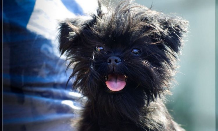 Affenpinscher - Mâcon - Sweeties Doggies 